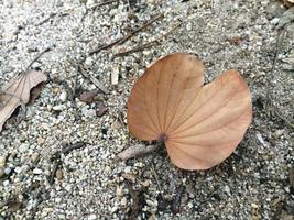 dry leaves on gravel photo