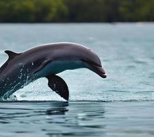 AI Dolphin Swim Icon photo