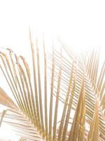 Palm leaf on white background - Vintage filter and sunflare effect. copyspace for texture background. photo