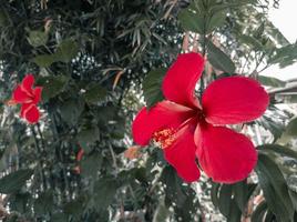 Red hibiscus flower in the garden,vintage tone use for texture background natural. photo