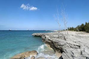 grandioso bahama isla rocoso línea costera y seco arboles foto