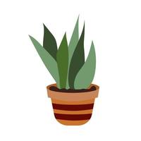 Potted Sansevieria, snake plant. A beautiful deciduous plant. Botanical theme. Decorative summer garden flowers.Green home tongue-leaf decor. Flat style vector illustration. White isolated background.