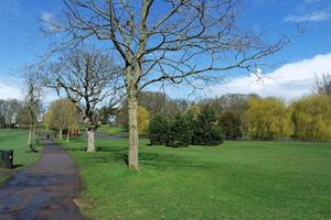 Low Angle View of Tree and Branches at Local Park photo