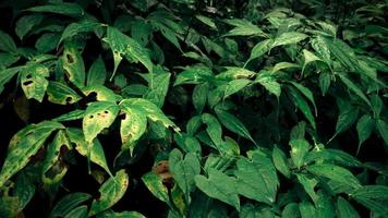 Green leaf background with texture and high contras lighting. The photo is suitable to use for nature background and botanical content media.