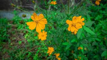 yellow wild flower when spring time on the garden. The photo is suitable to use for nature background and botanical content media.