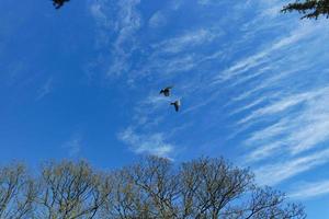 Low Angle View of Local Public Park and Beautiful Trees a Clear and Cold Day of 22-March-2023 at Luton Town of England UK. photo