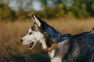 Portrait of a husky dog in nature in the autumn grass with his tongue sticking out from fatigue into the sunset happiness dog photo