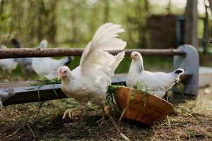 Young chickens and roosters eat organic feed from feeders on a green farm in nature without chemicals or pesticides for the health of the birds photo