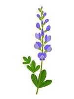 Vector illustration, blue wild indigo baptisia australis, isolated on white background.