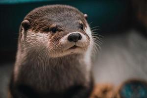 Cute otter. AI photorealistic illustratiion photo