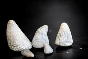 A Pile Of Fossil Layed Out On A Table With A Dark Background. photo