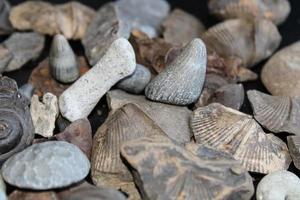A Pile Of Fossil Layed Out On A Table With A Dark Background. photo
