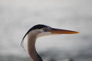 Great Blue Heron Around The Seashore photo