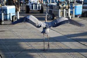 Great Blue Heron Around The Seashore photo