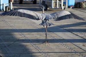 Great Blue Heron Around The Seashore photo