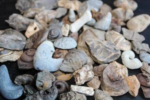 A Pile Of Fossil Layed Out On A Table With A Dark Background. photo