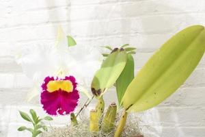 Beautiful Orchid Plants Blooming In The Summer photo