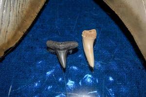 A Pile Of Fossil Layed Out On A Table With A Dark Background. photo