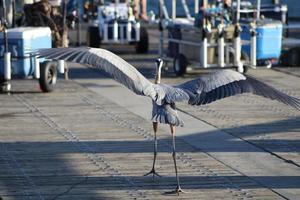 Great Blue Heron Around The Seashore photo