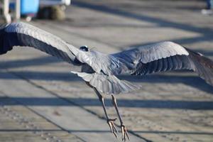 Great Blue Heron Around The Seashore photo