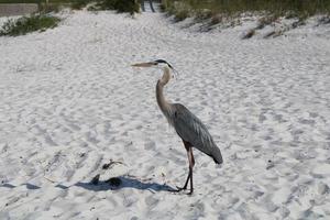 Great Blue Heron Around The Seashore photo