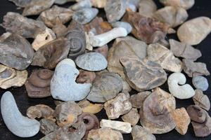 A Pile Of Fossil Layed Out On A Table With A Dark Background. photo