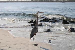 Great Blue Heron Around The Seashore photo