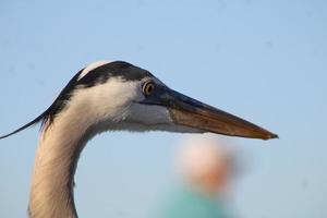 Great Blue Heron Around The Seashore photo