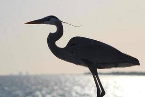 genial azul garza alrededor el costa foto