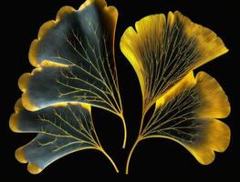 Ginkgo biloba golden leaves Dark background created with technology photo