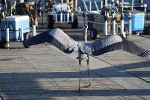 Great Blue Heron Around The Seashore photo