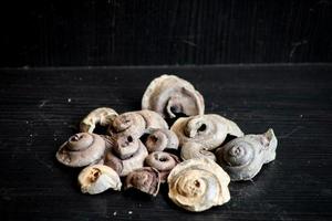 A Pile Of Fossil Layed Out On A Table With A Dark Background. photo