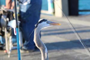 Great Blue Heron Around The Seashore photo