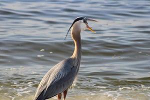 Great Blue Heron Around The Seashore photo