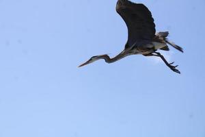 Great Blue Heron Around The Seashore photo