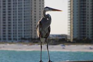 Great Blue Heron Around The Seashore photo