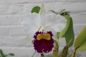 Beautiful Orchid Plants Blooming In The Summer photo