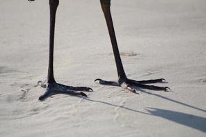 Great Blue Heron Around The Seashore photo