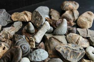 A Pile Of Fossil Layed Out On A Table With A Dark Background. photo