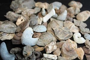 A Pile Of Fossil Layed Out On A Table With A Dark Background. photo