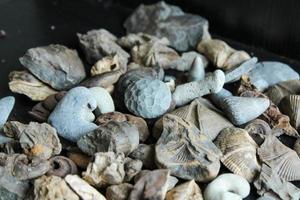 A Pile Of Fossil Layed Out On A Table With A Dark Background. photo