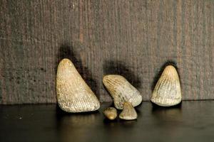 A Pile Of Fossil Layed Out On A Table With A Dark Background. photo