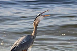 Great Blue Heron Around The Seashore photo