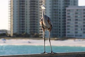 Great Blue Heron Around The Seashore photo