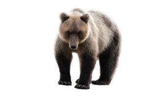 Wild brown bear. Isolated on white background, copy space photo