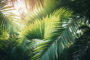 Tropical palm leaves background. Illustration photo