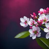 Sakura blossom. A hyper realistic colorful sakura flowers. Created using photo