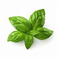 Basil leaf isolated. Illustration photo