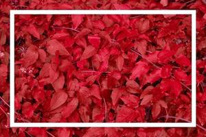 Deep red leaf texture White frame Leaf texture background photo