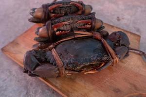 tied black mud crab. Australian Giant Mud Crab or Scylla serrata. Freshly caught and alive photo